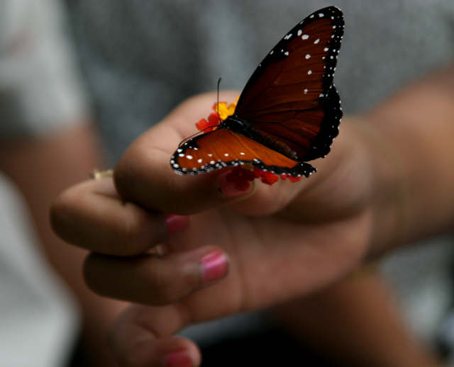 butterfly-girl