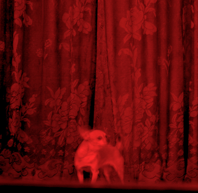 fortune-telling-chuhuahua