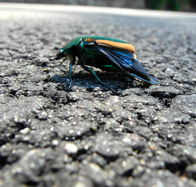 beetle