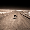 blackbird, Painted Desert